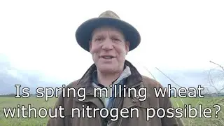No nitrogen wheat