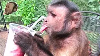 Monkey LOVES Smoothie! Fresh BlackBerry & StrawBerry!