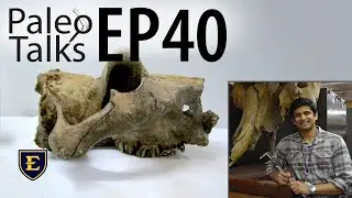 Land of the tiger&hellip;and hippos!? Megafaunal Extinctions in the Indian Subcontinent [Paleo Talks EP 40]