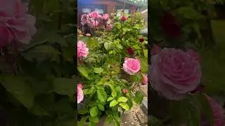 Romanza rose by the fountain ​, repeat flowering scented rose. #rose #garden #flower