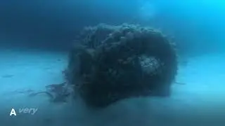 Searching for Octopus in SE Cornwall