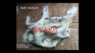 INAP AKAU 20 (TRIAL)