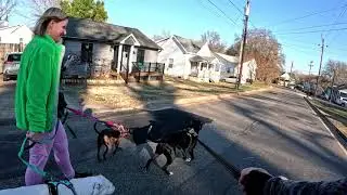 Dog Walking Day
