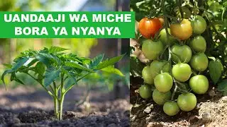 KILIMO BORA CHA NYANYA | MICHE BORA YA NYANYA | MAANDALIZI YA MICHE KITALUNI MPAKA SHAMBANI