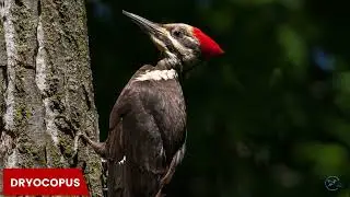 Alabama's Most Beautiful Woodpeckers: A Visual Tour