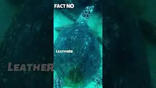 Interesting Facts About Turtles: #Turtlefacts
