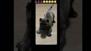 😂🤣🤣😂🥰🥰 un guarda esplada profesional #humor #cachorrosdivertidos #elpersonajedelasemana