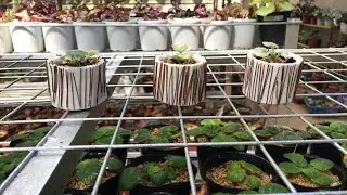 mini pots using plaster of paris
