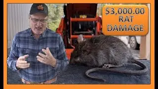 $3,000.00 RAT DAMAGE