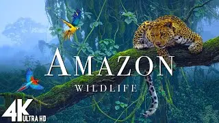 Полет над Amazon (4K UHD) - расслабляющая музыка вместе с красивыми видеороликами -4K Видео Ultra HD