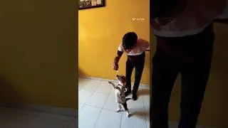 My Signature Style. #dogs #talent#style#coconut #malai #viral #shorts#youtubeshorts #beagle#trending