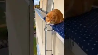 Aisha mat karo kitty 🤣 #funny #cat #shorts