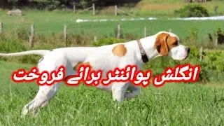 English Pointer Puppy Available For Sale In Pakistan | Hunting Dog |