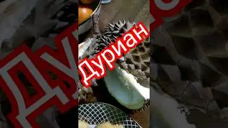 Дурман. Король фруктов. Какой он на вкус? #travel #shortsvideo #tranding