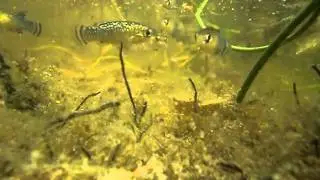 Fartet (Aphanius iberus) nadando ante la c&aacute;mara