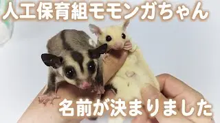 人工保育してたモモンガちゃんの名前が決まりました