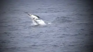 Fishing & Adventure Season 4 Ep 4 - MT MAUNGANUI