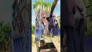The process of loading and storing sugar cane on a truck
