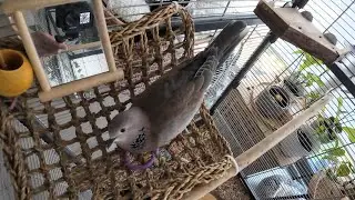 Petdove Maya having a good time in the aviary (hybrid ringneck/senegal palmdove mix)