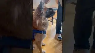 The dog is trying to eat the garlic, but does the dog 🐕doesn&rsquo;t like it ￼￼￼🧄 #dog #shorts #funny