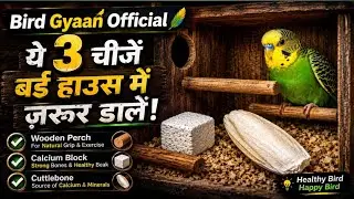कम बजट में बर्ड हाउस कैसे तैयार करें | पिंजरे में क्या-क्या लगाएँ |#BirdCage #केजकैसेबनाएं 