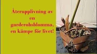 Återuppliva en garderobsblomma