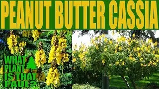 Peanut Butter Cassia - A shrub that is attractive to birds, butterflies and bees