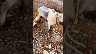 #sheep🔥( At t narsipur) ( 3 years old sheep male 🐏)