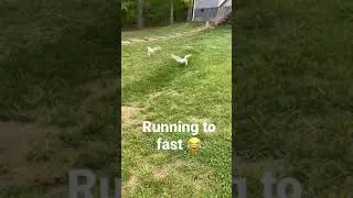 Ducks running to fast.                       ￼#shorts #funny #cute #animals #duck #ducks #memes