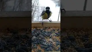 Bird Feeder Chronicles *81 #Shorts