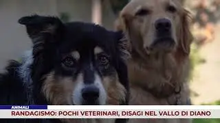 ANIMALI. RANDAGISMO: POCHI VETERINARI, DISAGI NEL VALLO DI DIANO