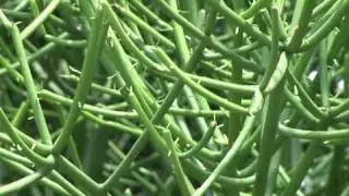 Cilla's Garden - Pencil Cactus