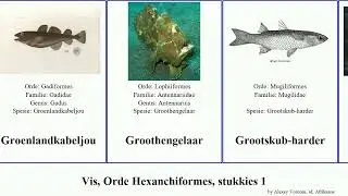 Vis, Orde Hexanchiformes, stukkies 1 kaapse atlantiese fish springer niger zebra lucius sinensis