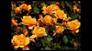 Ricky King - Rot sind die Rosen