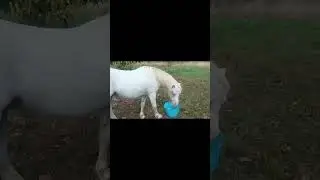 une journ&eacute;e a l'association cheval de vie avec les enfants