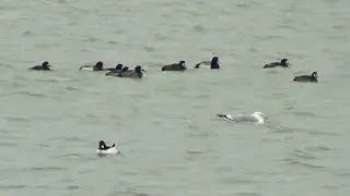 Lesser Scaups & Waterfowl Mixture