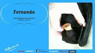 Fernando, Megabat orphan baby flying fox fruit bat