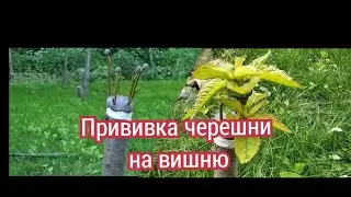 Прививка черешни на вишню. Sweet cherry grafting to cherry.