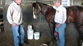 Gerald O'Brien - Professional Horse Breaker  and Trainer