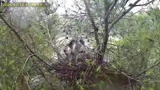Alerta per DANA. El dia en què el vent va voler arrencar l’arbre...