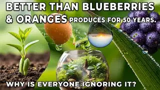 Better Than Blueberries & Oranges. Produces for 50 Years. Why Is Everyone Ignoring It?
