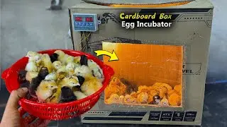 Fantastic Idea - Hatch Chicks in Cardboard Box - Simple & Easy egg incubator