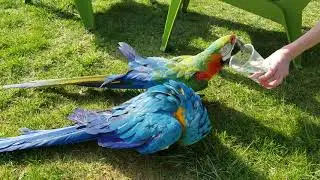 Archie the blue and gold parrot  with his friend Bo