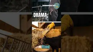 Drama and injury!