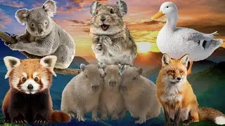 Farm Animal Sounds - Capybara, Duck, Fox, Red Panda, Koala, Pika... - Animal Moments