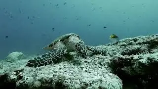 DIVING di sabang  bersama iboih dive centre arus batee. IG age_diver(1)