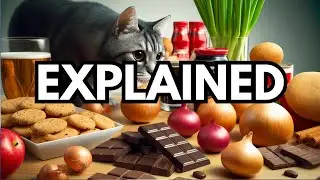 Can cats eat human foods safely? List of safe human foods for cats