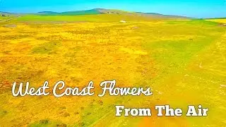 Cape Town // West Coast Flowers // Drone Footage