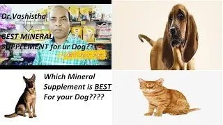 Importance of Multivitamins and Mineral Supplements in Dogs ||VET for PET||