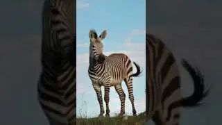 voice of zebra